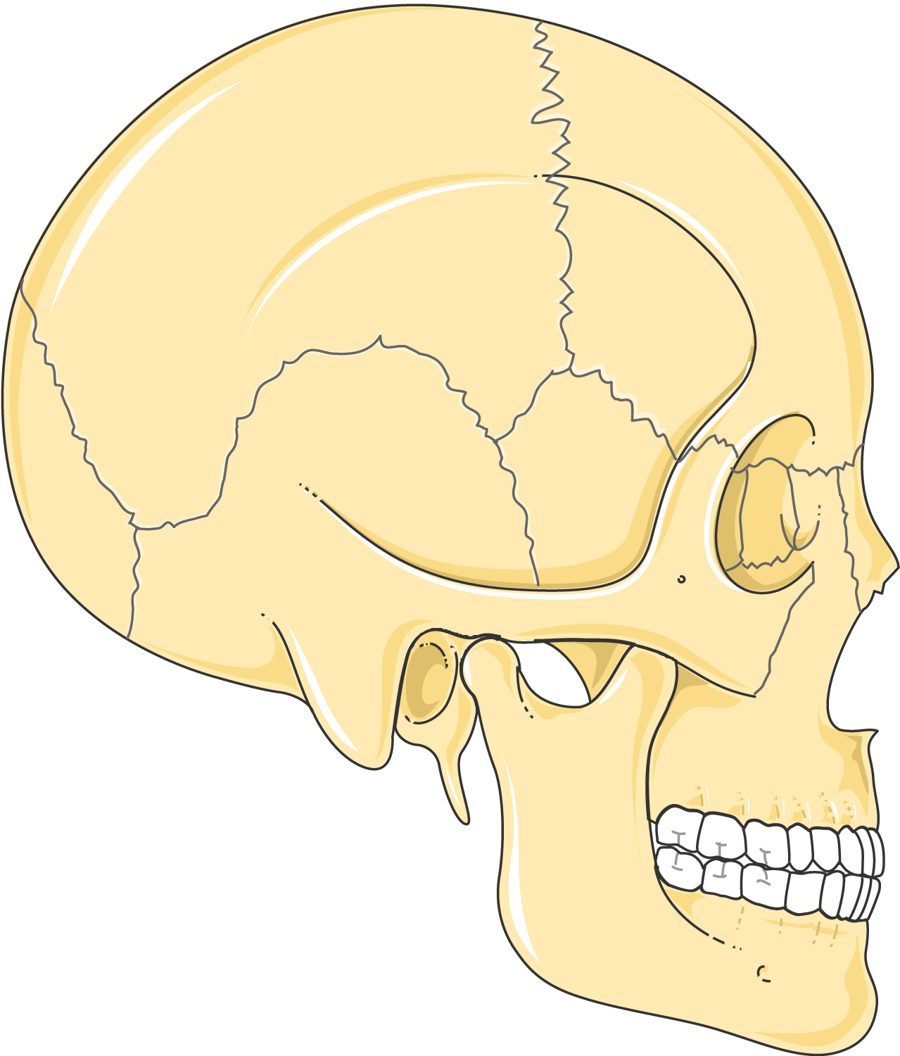 Servier Drawing Bones of skull lateral no labels AnatomyTOOL